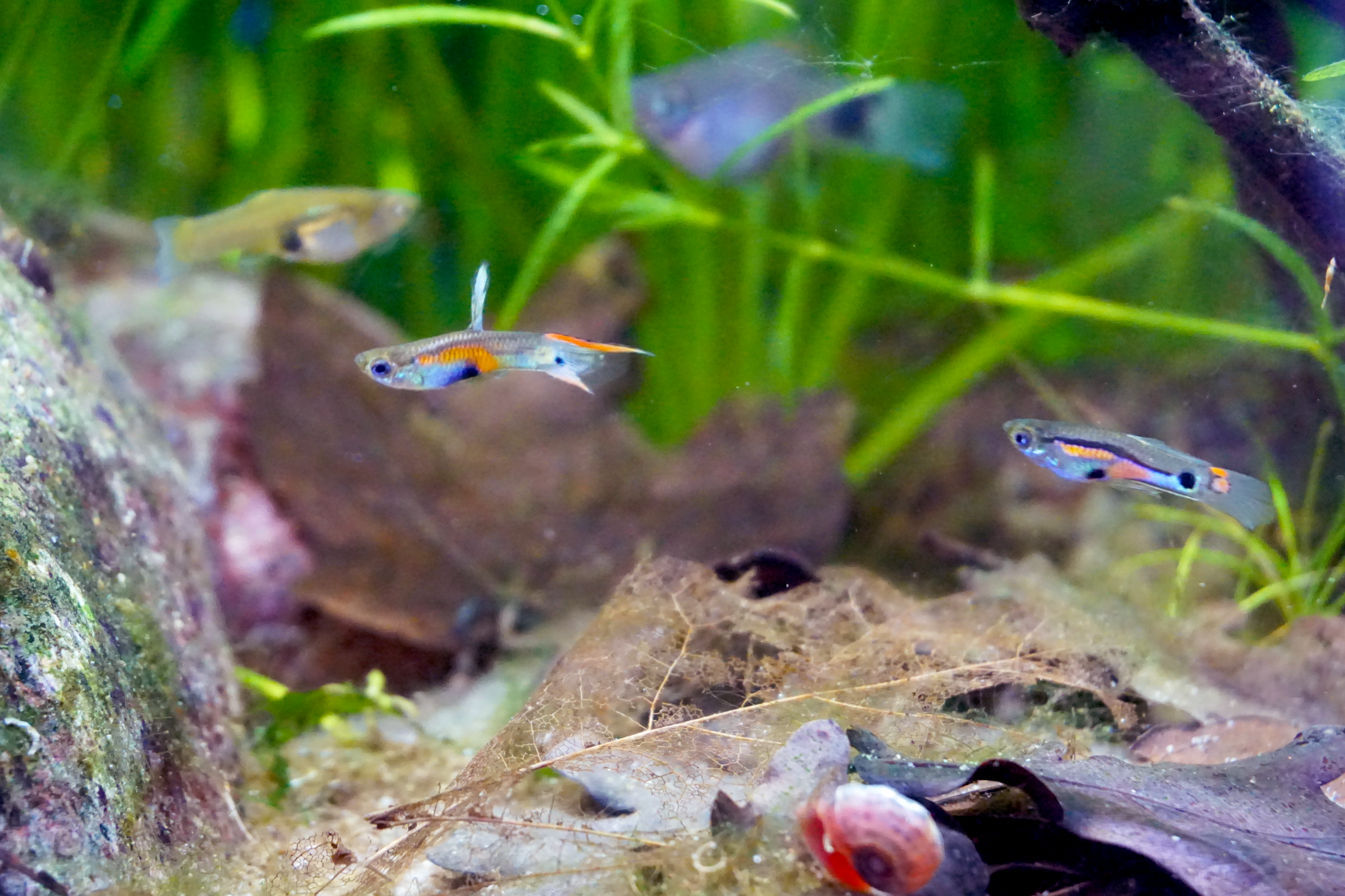 Thumbnail 9 Poecilia reticulata