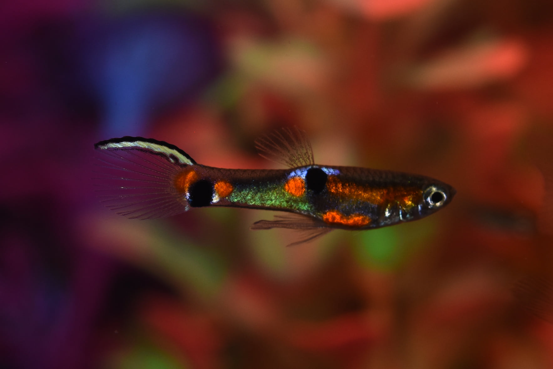 Poecilia wingei