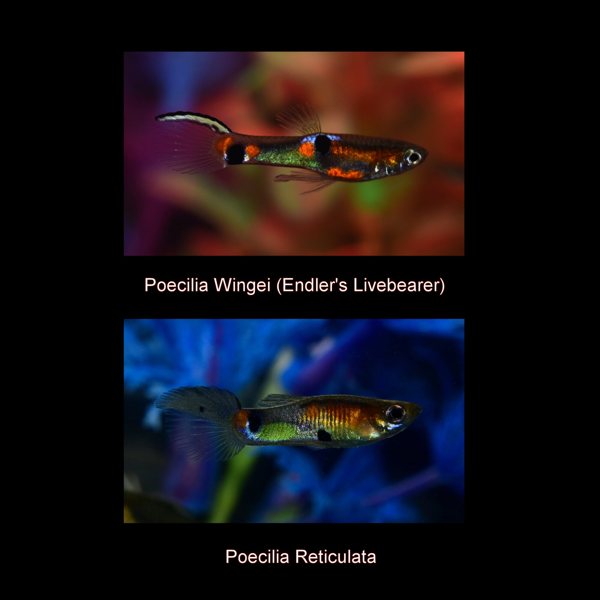 Thumbnail 3 Poecilia wingei