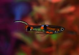 Poecilia wingei