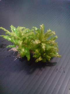 Thumbnail 2 Pogostemon helferi