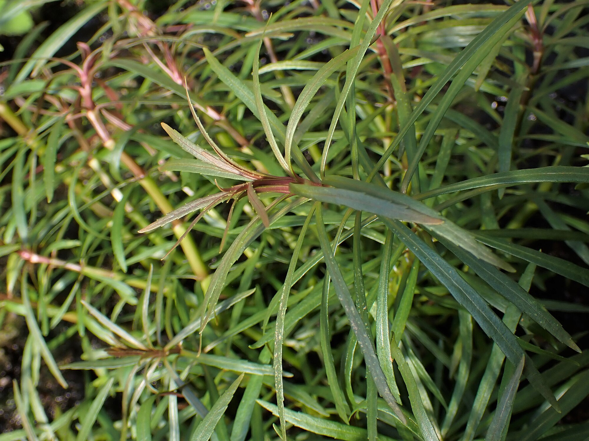 Thumbnail 2 Pogostemon stellatus