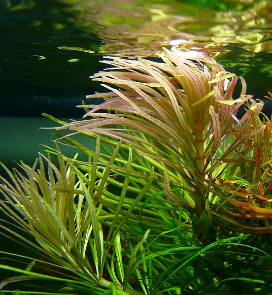 Thumbnail 3 Pogostemon stellatus