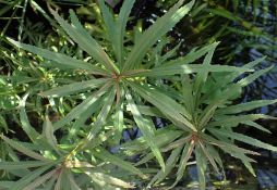 Pogostemon stellatus