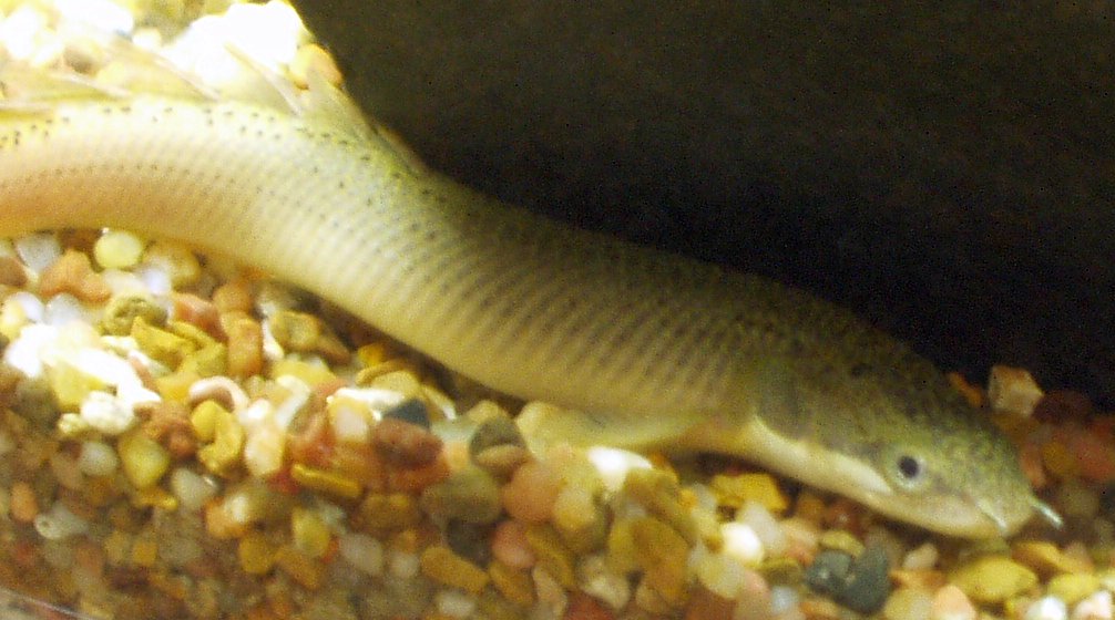 Thumbnail 2 Polypterus senegalus