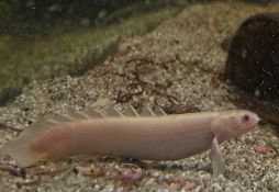 Polypterus senegalus