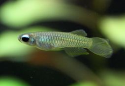 Poropanchax normani