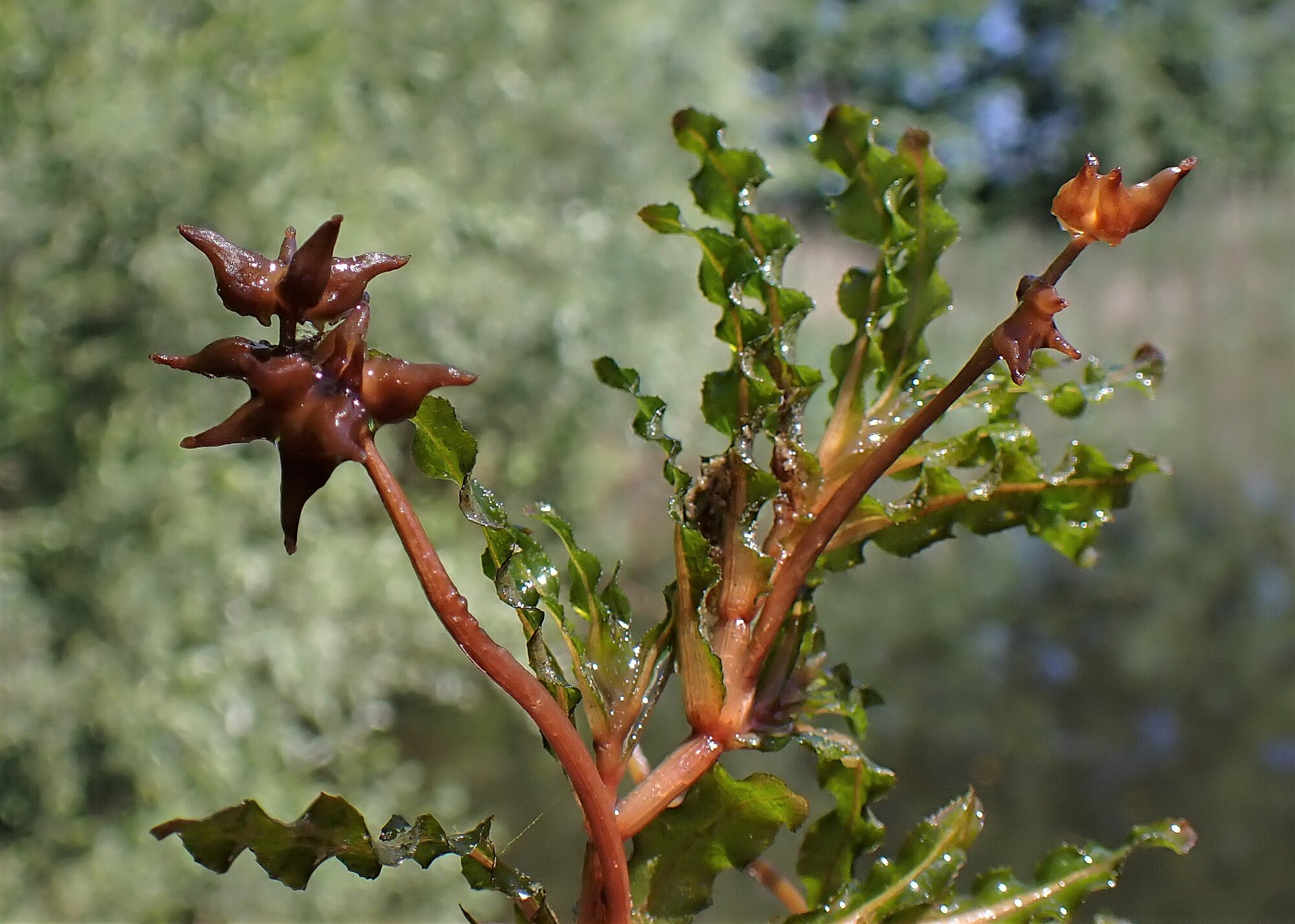 Potamogeton crispus