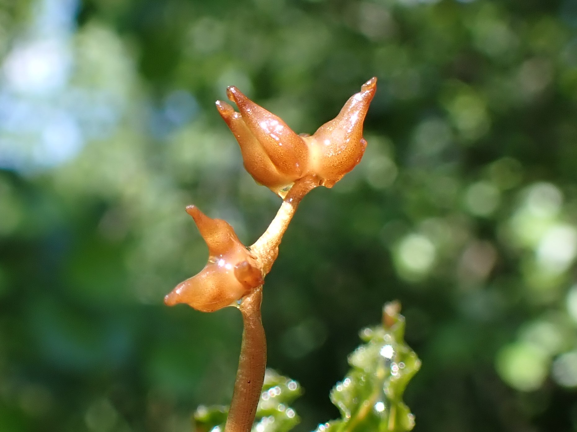 Thumbnail 2 Potamogeton crispus