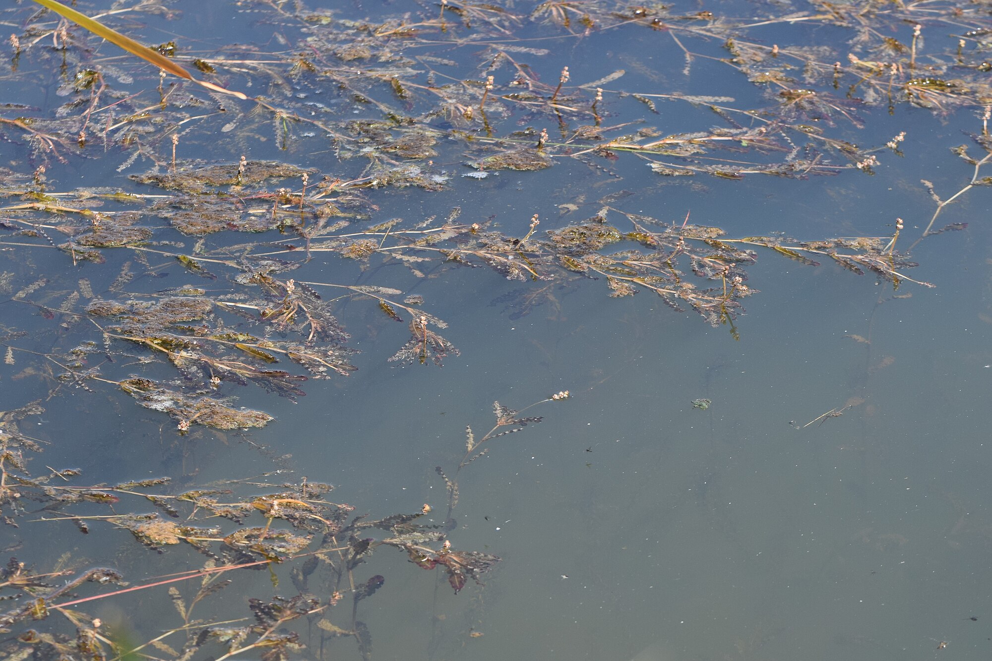 Thumbnail 3 Potamogeton crispus
