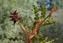 Potamogeton crispus