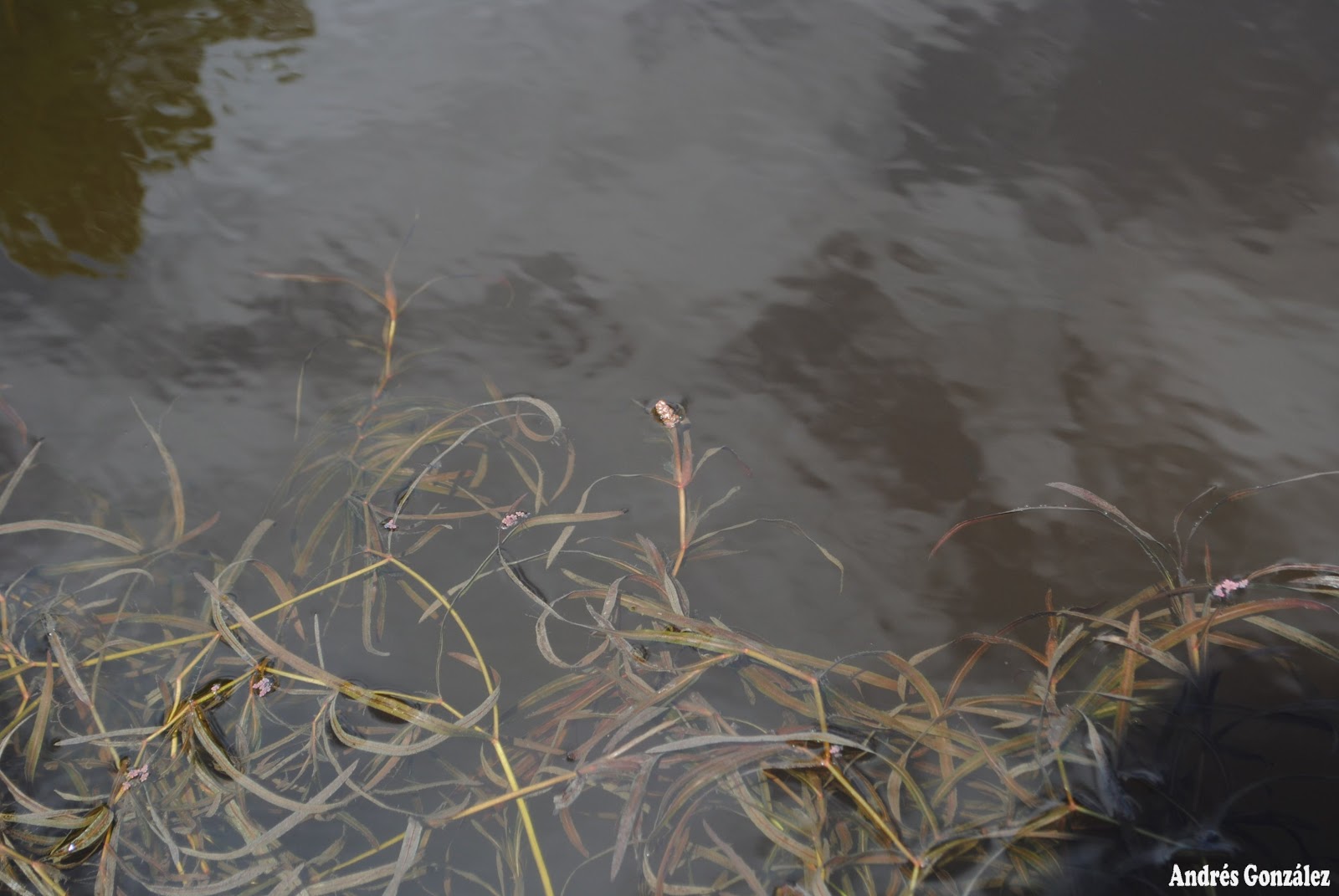 Potamogeton gayi
