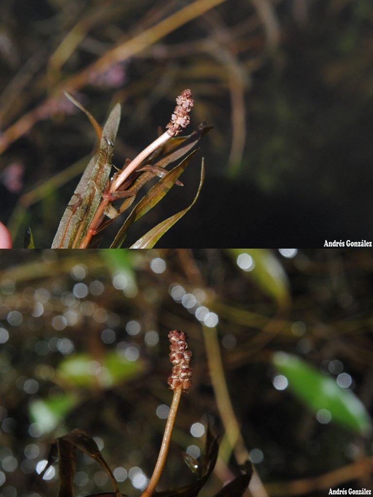 Thumbnail 3 Potamogeton gayi