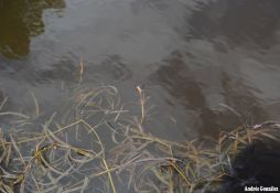 Potamogeton gayi