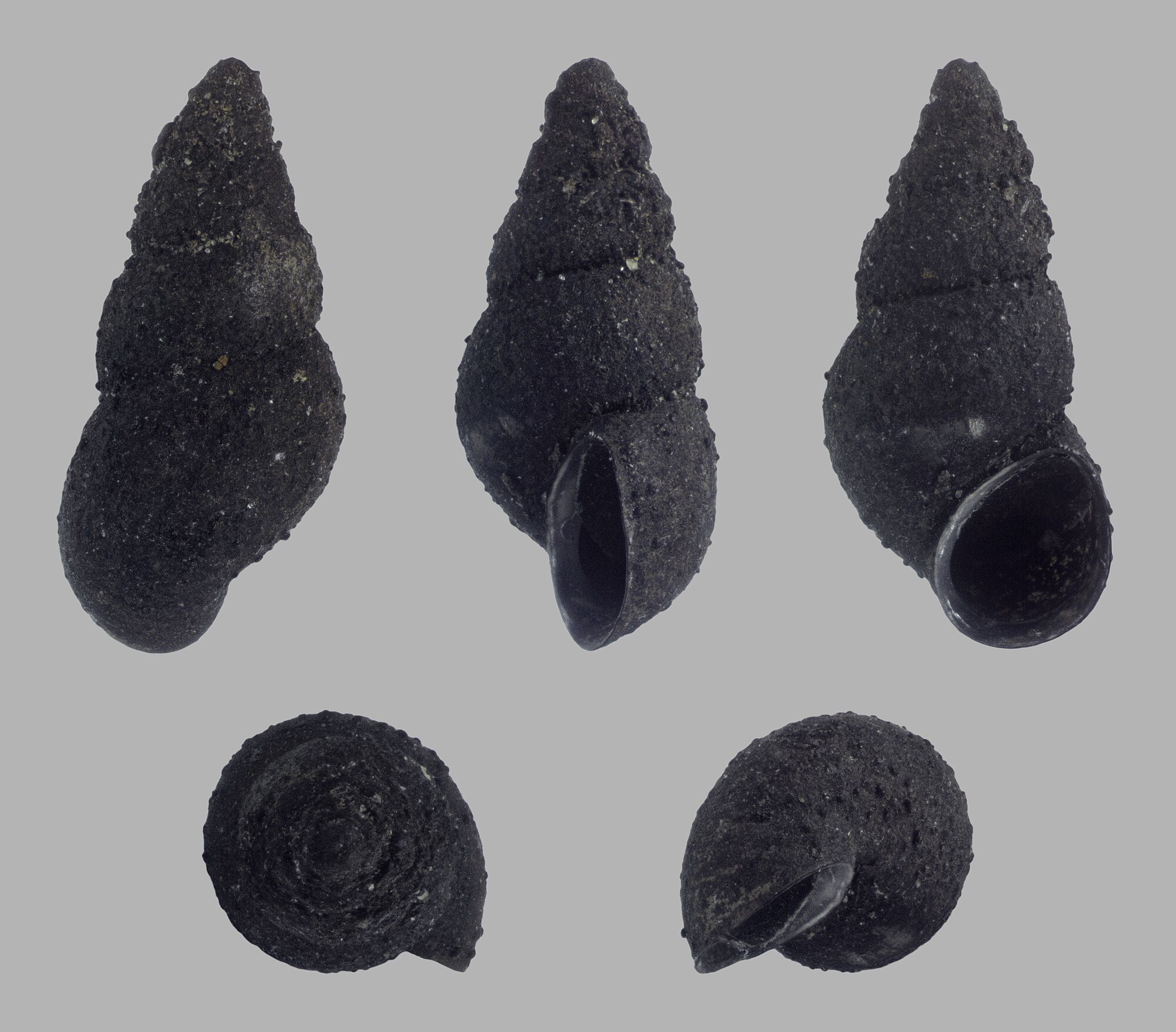 Thumbnail 2 Potamopyrgus antipodarum