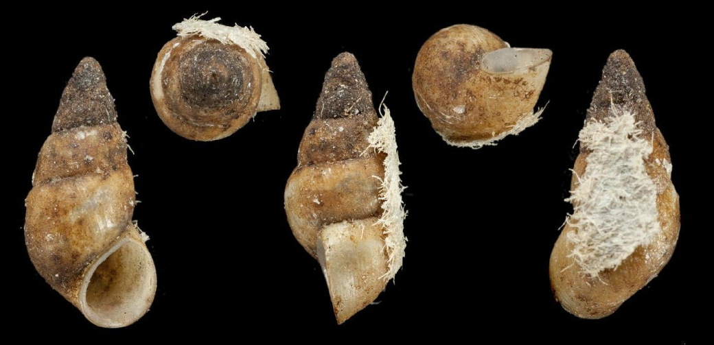 Thumbnail 3 Potamopyrgus antipodarum
