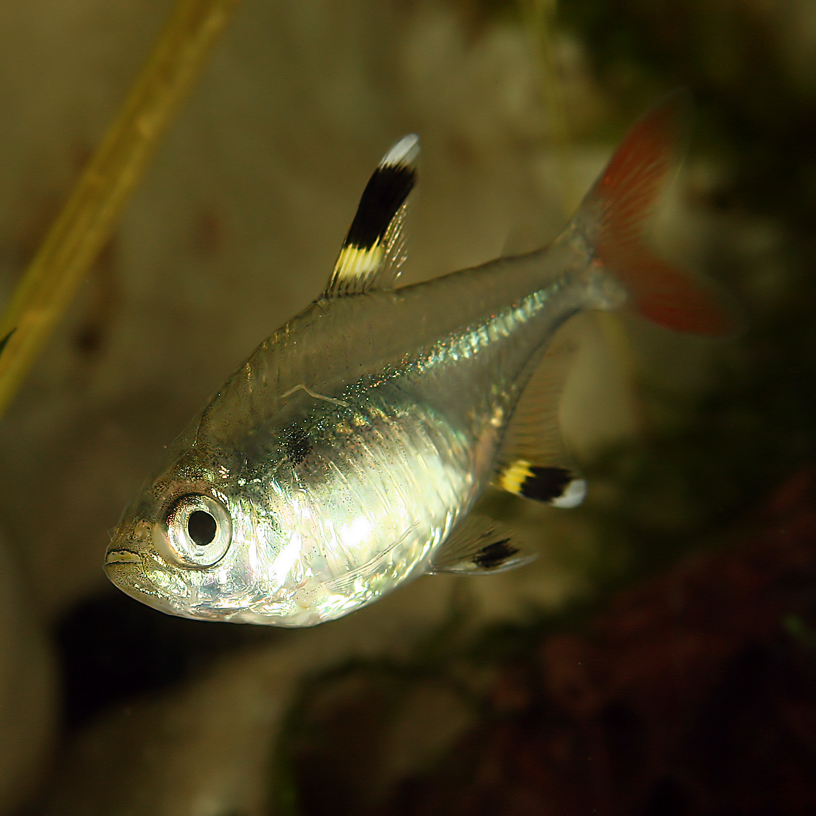 Thumbnail 2 Pristella maxillaris
