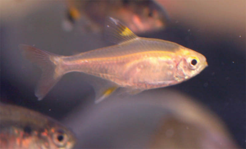 Thumbnail 3 Pristella maxillaris