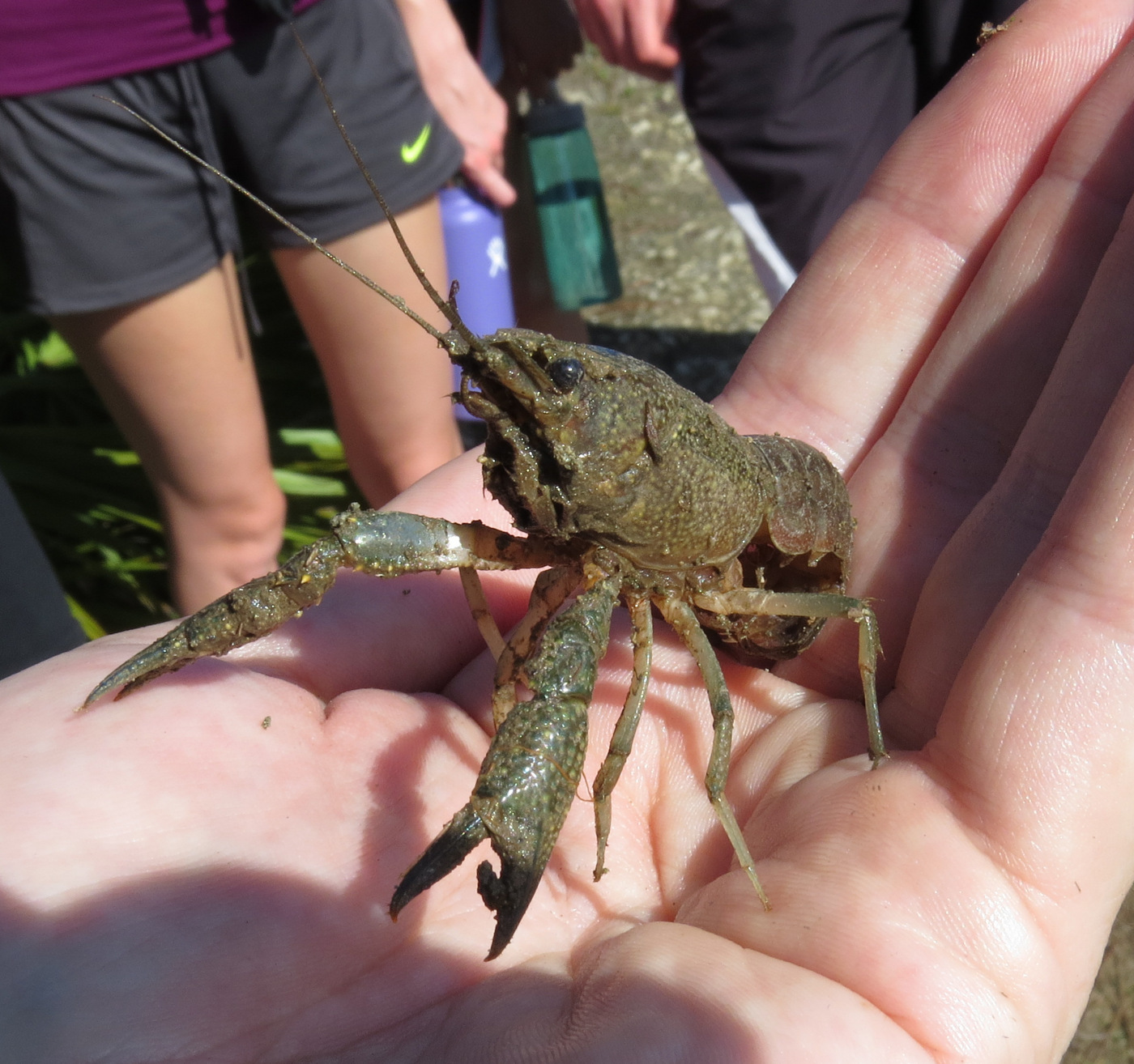 Thumbnail 2 Procambarus alleni