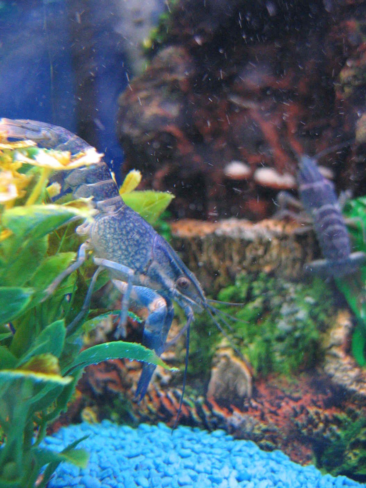 Thumbnail 3 Procambarus alleni