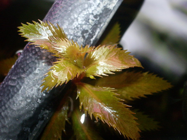 Proserpinaca palustris