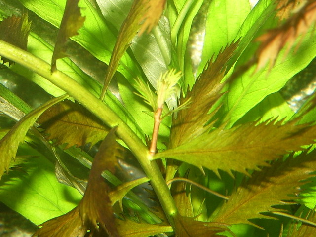 Thumbnail 2 Proserpinaca palustris