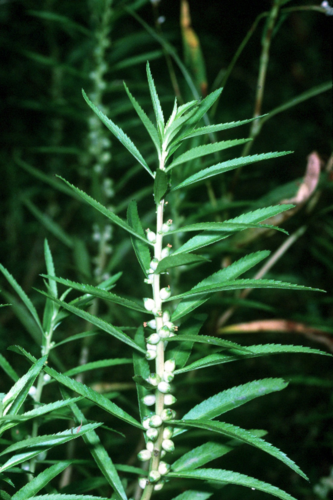 Thumbnail 3 Proserpinaca palustris