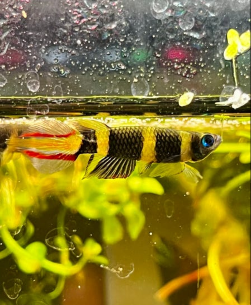 Thumbnail 2 Pseudepiplatys annulatus