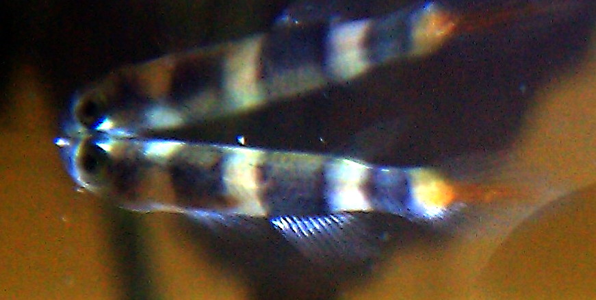 Thumbnail 3 Pseudepiplatys annulatus