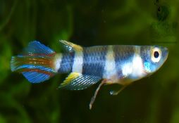 Pseudepiplatys annulatus