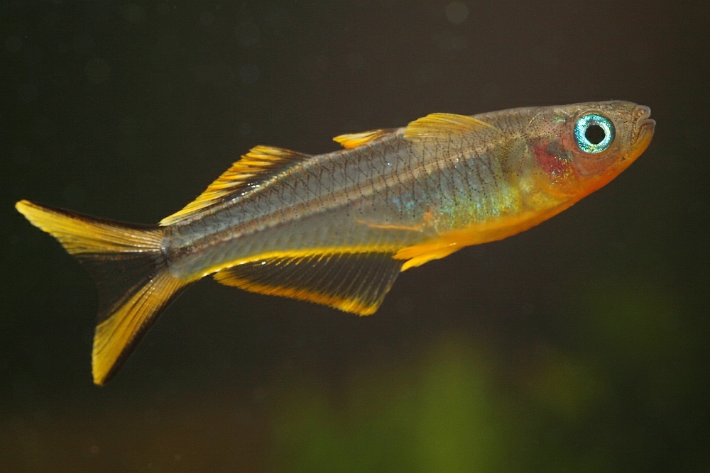 Thumbnail 2 Pseudomugil furcatus