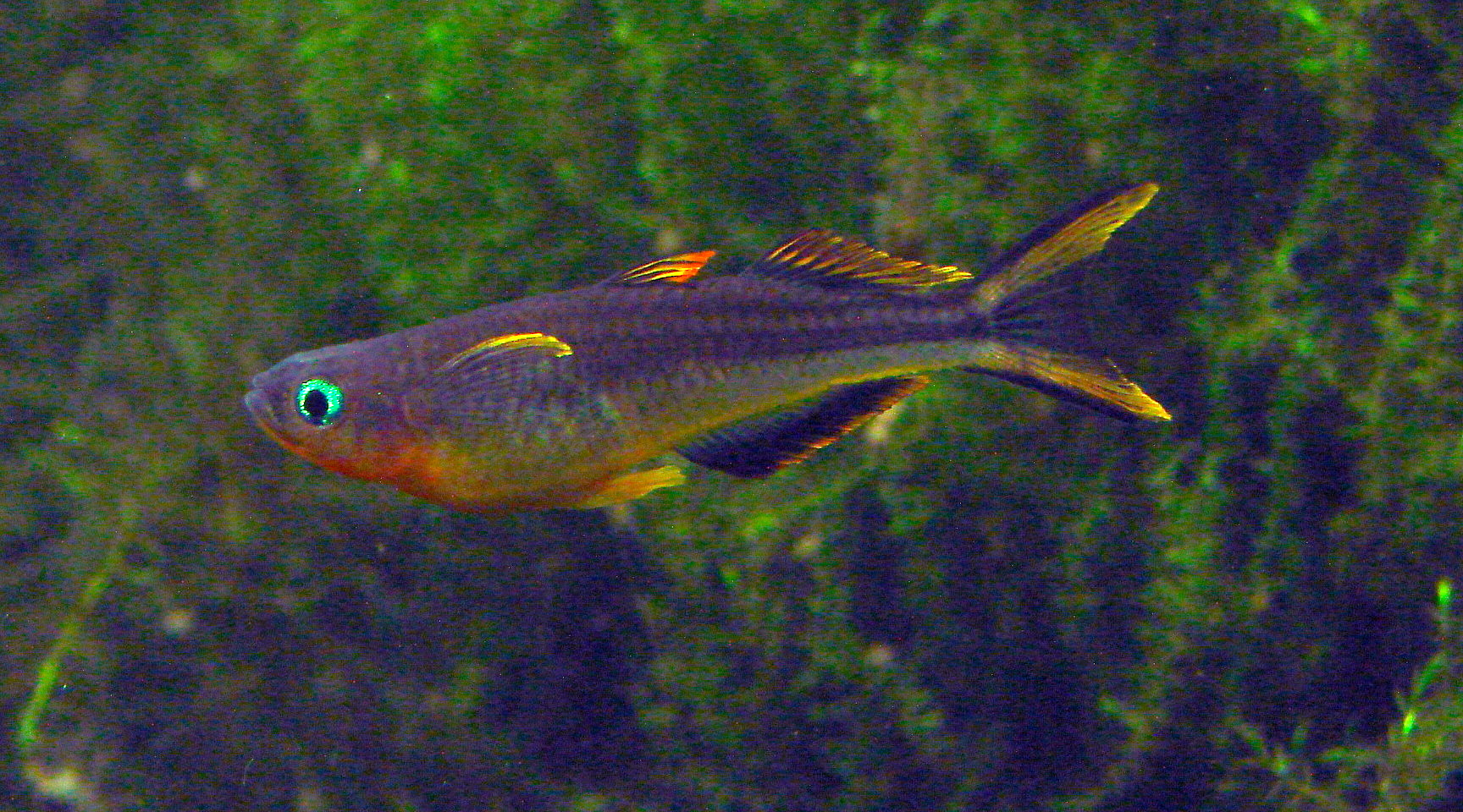 Thumbnail 3 Pseudomugil furcatus