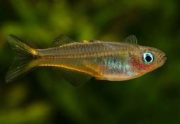 Pseudomugil furcatus