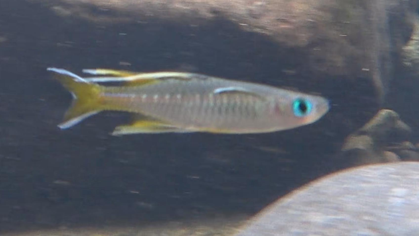 Thumbnail 2 Pseudomugil signifer