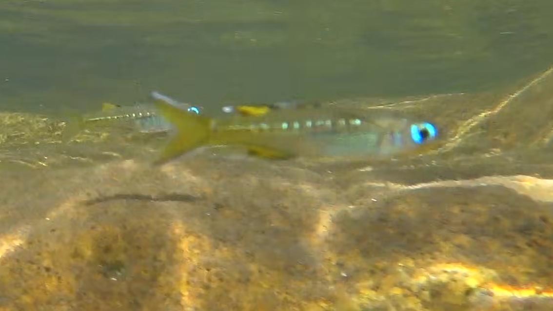 Thumbnail 3 Pseudomugil signifer
