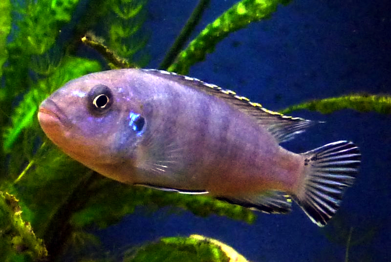 Pseudotropheus socolofi