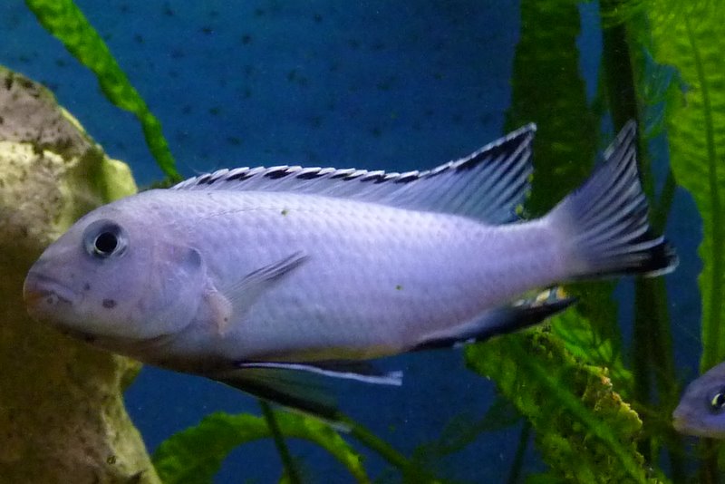 Thumbnail 2 Pseudotropheus socolofi