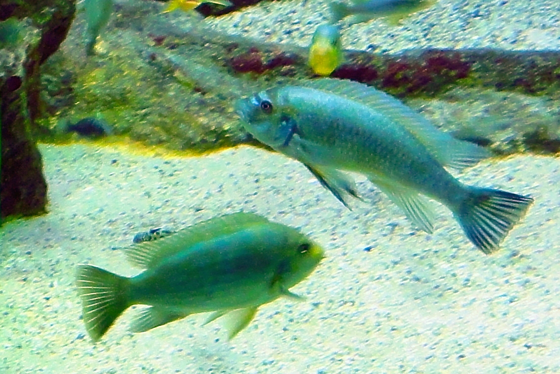 Thumbnail 3 Pseudotropheus socolofi