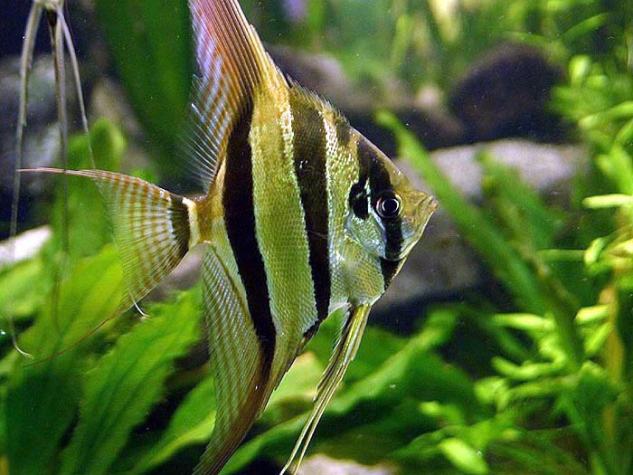 Pterophyllum altum