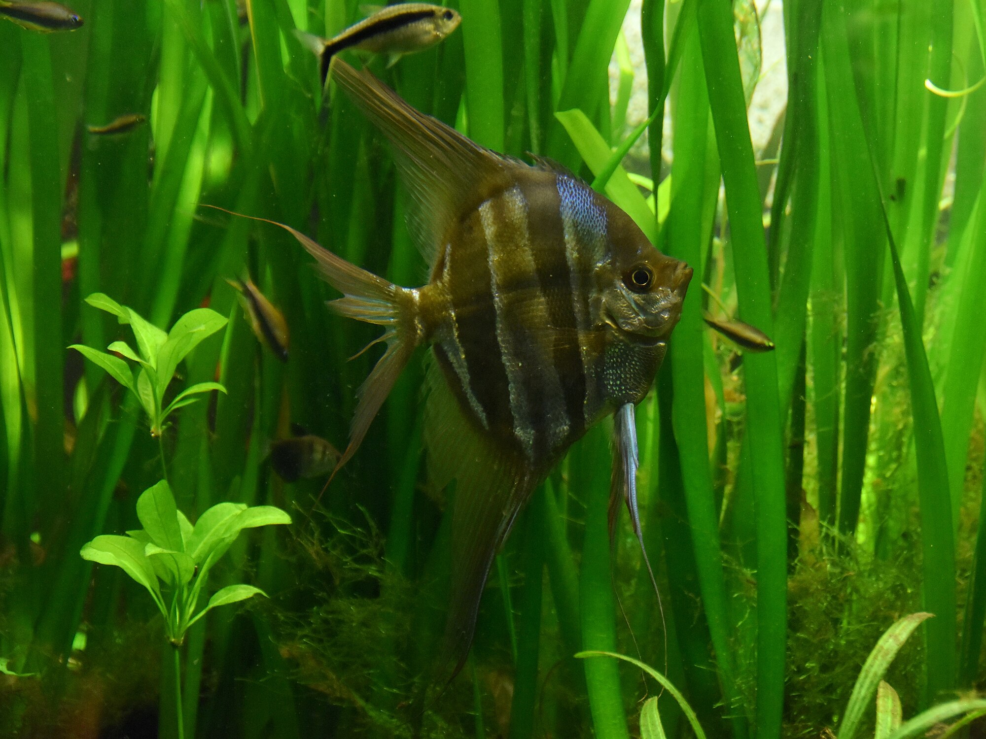 Thumbnail 2 Pterophyllum altum