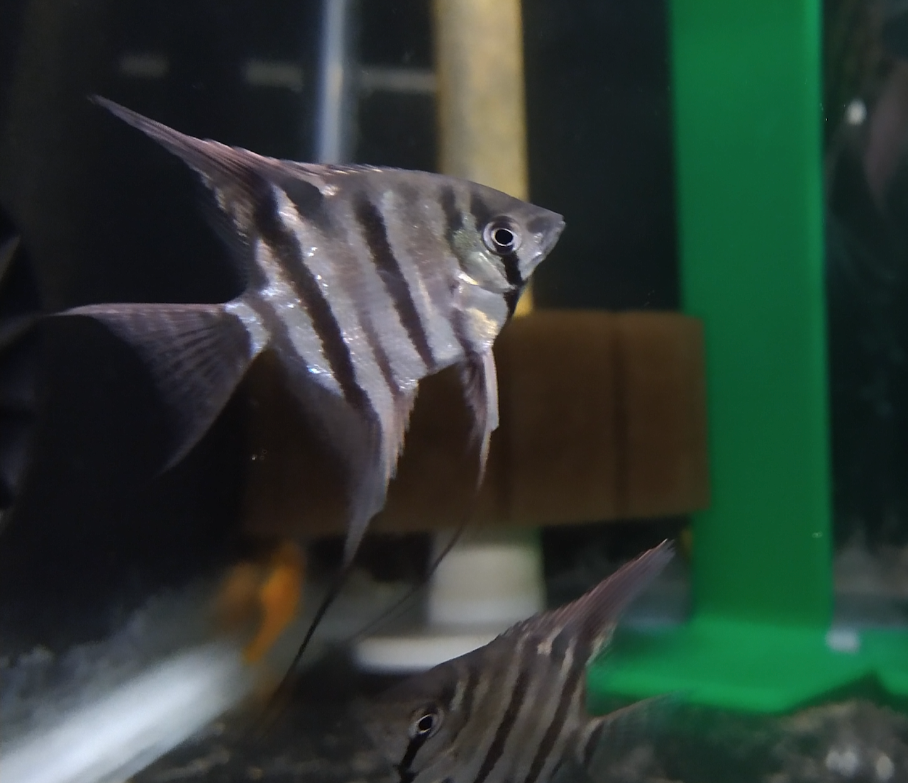 Thumbnail 2 Pterophyllum leopoldi