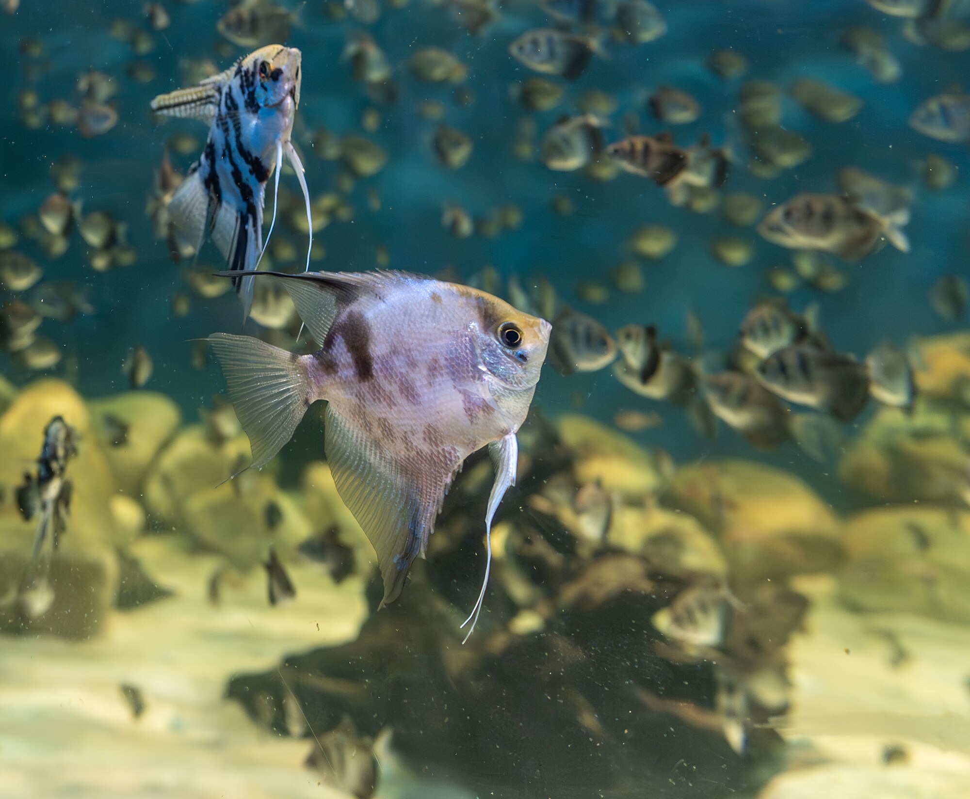 Thumbnail 2 Pterophyllum scalare