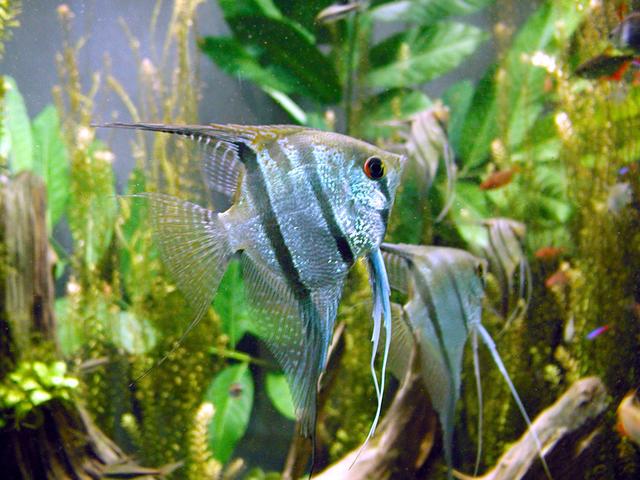 Thumbnail 3 Pterophyllum scalare