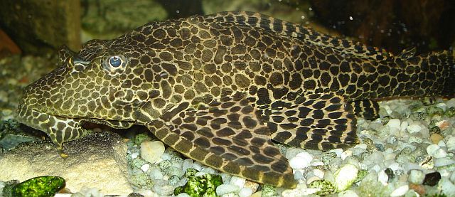 Thumbnail 2 Pterygoplichthys gibbiceps
