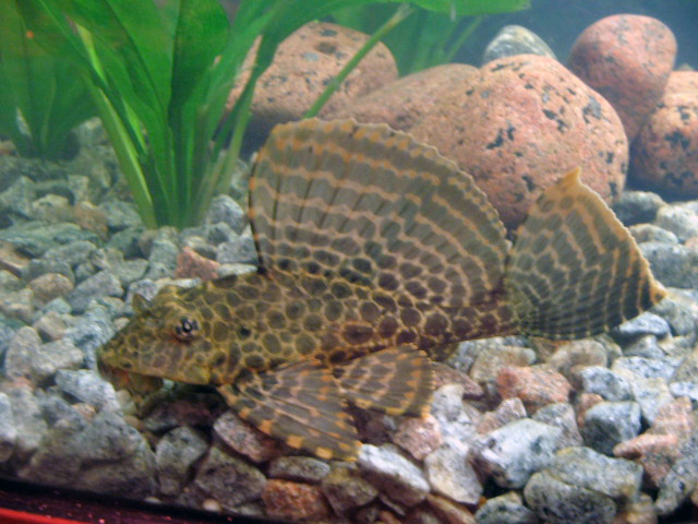 Thumbnail 3 Pterygoplichthys gibbiceps