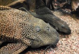 Pterygoplichthys gibbiceps