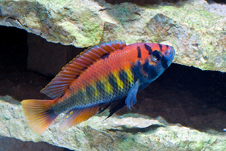 Pundamilia nyererei