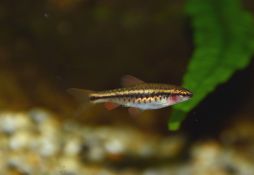 Puntius titteya