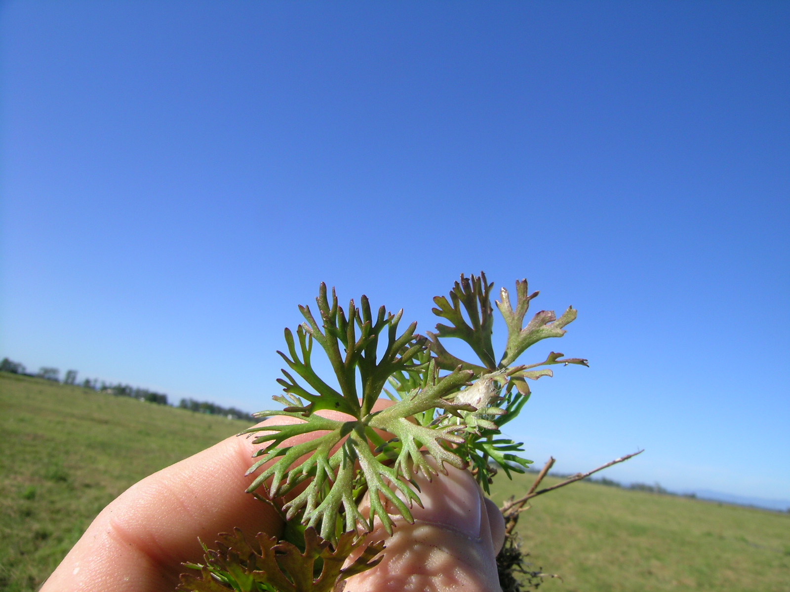Thumbnail 2 Ranunculus inundatus
