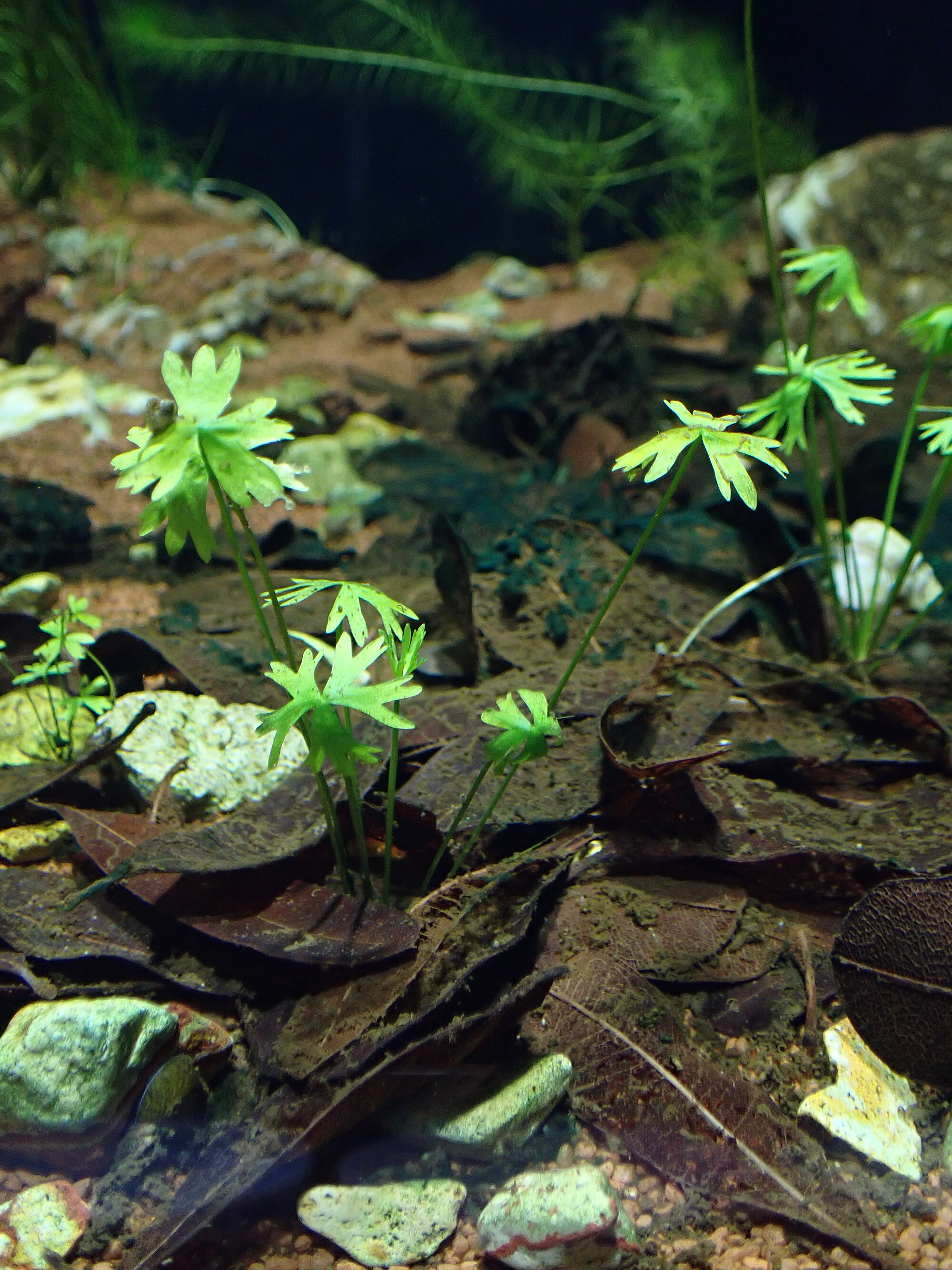 Thumbnail 3 Ranunculus inundatus